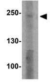 Anti-ABCA7 Antibody from rabbit, purified by affinity chromatography