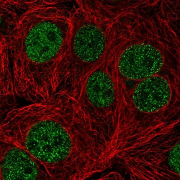 Anti-TTC5 antibody produced in rabbit Prestige Antibodies&#174; Powered by Atlas Antibodies, affinity isolated antibody