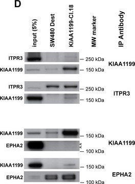 Anti-Eck/EphA2 Antibody, clone D7 clone D7, Upstate&#174;, from mouse