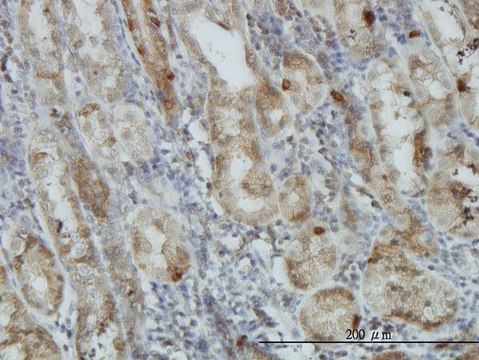 Monoclonal Anti-AKT1 antibody produced in mouse clone 2E11, purified immunoglobulin, buffered aqueous solution