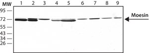 Monoclonal Anti-Moesin antibody produced in mouse clone 38/87, purified immunoglobulin, buffered aqueous solution