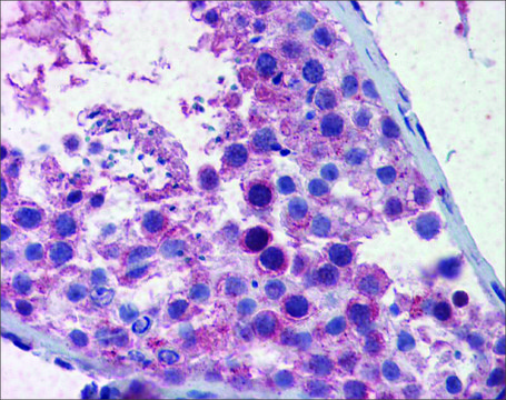 Anti-SMC3 antibody produced in rabbit affinity isolated antibody