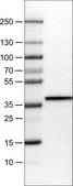 Monoclonal Anti-ARG1 antibody produced in mouse Prestige Antibodies&#174; Powered by Atlas Antibodies, clone CL0186, purified immunoglobulin, buffered aqueous glycerol solution