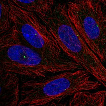 Anti-NLRC5 antibody produced in rabbit Prestige Antibodies&#174; Powered by Atlas Antibodies, affinity isolated antibody