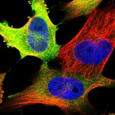 Anti-CCNB1 antibody produced in rabbit Prestige Antibodies&#174; Powered by Atlas Antibodies, affinity isolated antibody