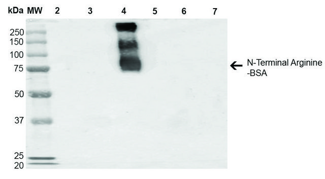 Monoclonal Anti-N-terminal Arginylation antibody produced in mouse clone 4A9