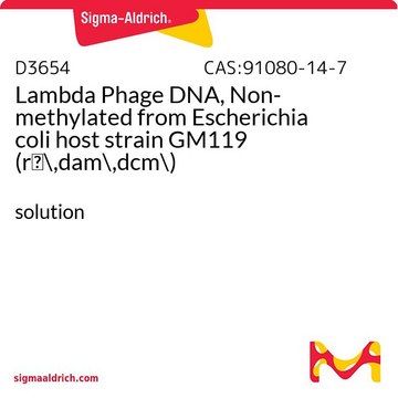 Lambda Phage DNA, Non-methylated from Escherichia coli host strain GM119 (rm-,dam-,dcm-) solution