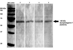 Monoclonal Anti-Brevican - Rpe antibody produced in mouse clone S294A-6, purified immunoglobulin