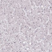 Anti-PCIF1 antibody produced in rabbit Prestige Antibodies&#174; Powered by Atlas Antibodies, affinity isolated antibody, buffered aqueous glycerol solution