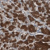 Anti-CAPNS1 antibody produced in rabbit Prestige Antibodies&#174; Powered by Atlas Antibodies, affinity isolated antibody, buffered aqueous glycerol solution