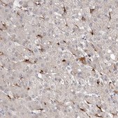 Anti-STAB2 antibody produced in rabbit Prestige Antibodies&#174; Powered by Atlas Antibodies, affinity isolated antibody, buffered aqueous glycerol solution
