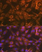 Anti-Smac/Diablo antibody produced in rabbit
