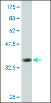 ANTI-SMAD6 antibody produced in mouse clone 4F8, purified immunoglobulin, buffered aqueous solution