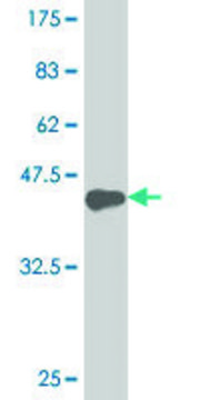 ANTI-HOXA5 antibody produced in mouse clone 4E12, purified immunoglobulin, buffered aqueous solution