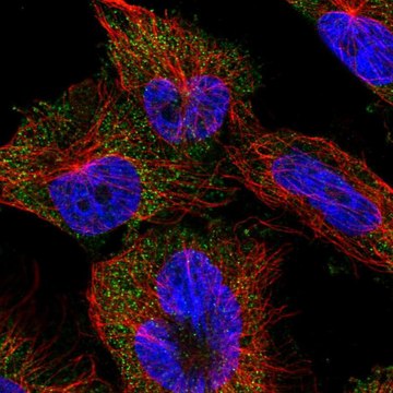 Anti-EFL1 antibody produced in rabbit Prestige Antibodies&#174; Powered by Atlas Antibodies, affinity isolated antibody, buffered aqueous glycerol solution