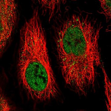 Anti-IFI44 antibody produced in rabbit Prestige Antibodies&#174; Powered by Atlas Antibodies, affinity isolated antibody