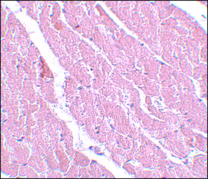 Anti-ATG13 antibody produced in rabbit affinity isolated antibody, buffered aqueous solution