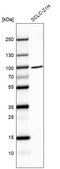 Anti-BRF1 antibody produced in rabbit Prestige Antibodies&#174; Powered by Atlas Antibodies, affinity isolated antibody