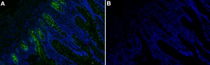 Anti-OLFM4/Olfactomedin-4 Antibody, clone 1B10 ZooMAb&#174; Rabbit Monoclonal recombinant, expressed in HEK 293 cells