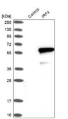 Anti-IRF4 antibody produced in rabbit Prestige Antibodies&#174; Powered by Atlas Antibodies, affinity isolated antibody, buffered aqueous glycerol solution