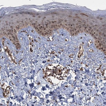 Anti-KANSL2 antibody produced in rabbit Prestige Antibodies&#174; Powered by Atlas Antibodies, affinity isolated antibody, buffered aqueous glycerol solution