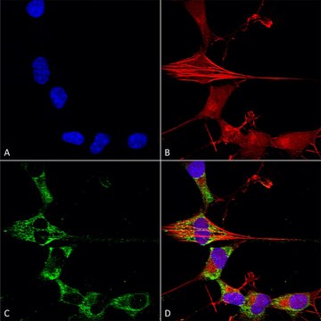 Monoclonal Anti-Protocadherin Gamma (Pan) - Apc antibody produced in mouse clone S159-5, purified immunoglobulin