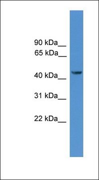 Anti-SYT12 antibody produced in rabbit affinity isolated antibody