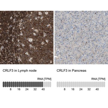 Anti-CRLF3 antibody produced in rabbit Prestige Antibodies&#174; Powered by Atlas Antibodies, affinity isolated antibody, buffered aqueous glycerol solution