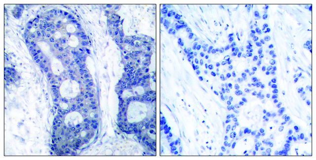 Anti-EIF4E antibody produced in rabbit affinity isolated antibody