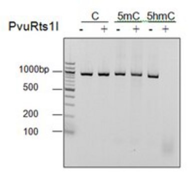 PvuRts1I (5-hmC Restriction Endonuclease)