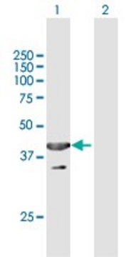 Anti-UBXN1 antibody produced in mouse purified immunoglobulin, buffered aqueous solution