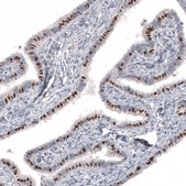 Monoclonal Anti-FOXJ1 antibody produced in mouse Prestige Antibodies&#174; Powered by Atlas Antibodies, clone CL3991, purified immunoglobulin