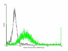 Anti-PTGDR antibody produced in mouse purified immunoglobulin, buffered aqueous solution