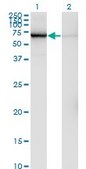 Monoclonal Anti-GLMN antibody produced in mouse clone 1C12, purified immunoglobulin, buffered aqueous solution