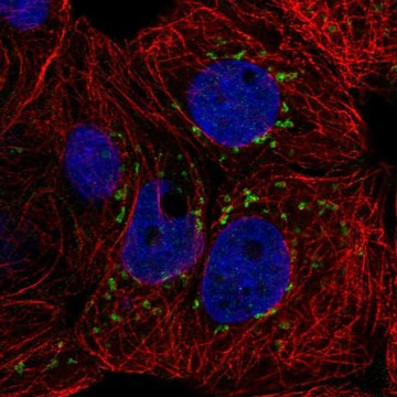 Anti-CACNB3 antibody produced in rabbit Prestige Antibodies&#174; Powered by Atlas Antibodies, affinity isolated antibody