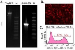 TagRFP Simplicon&#174; RNA (E3L) Kit To determine optimal transfection conditions to express the self-replicating RNA of your interest through using Simplicon Cloning Vector (E3L) (Part #:SCR724) in hard-to- transfect somatic or primary cells