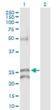 Anti-GJB5 antibody produced in rabbit purified immunoglobulin, buffered aqueous solution