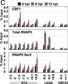 Anti-RNA polymerase II Antibody, clone CTD4H8 clone CTD4H8, Upstate&#174;, from mouse