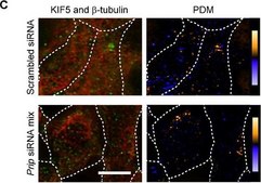 Anti-KIF5 antibody produced in rabbit affinity isolated antibody, buffered aqueous solution