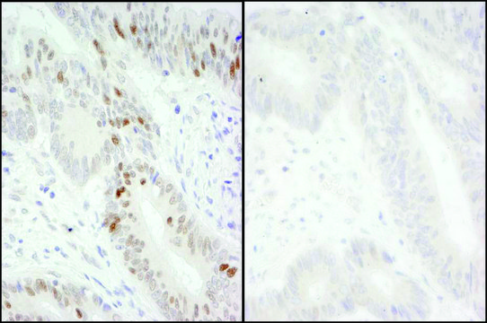 Rabbit anti-Phospho MCM2 (S40/S41) Antibody, Affinity Purified Powered by Bethyl Laboratories, Inc.