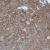 Monoclonal Anti-OCLN antibody produced in mouse Prestige Antibodies&#174; Powered by Atlas Antibodies, clone CL1567, purified immunoglobulin, buffered aqueous glycerol solution