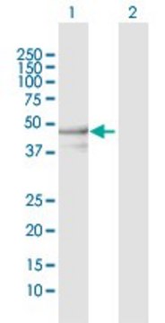 Anti-YARS2 antibody produced in rabbit purified immunoglobulin, buffered aqueous solution