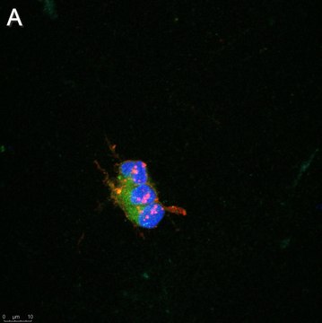 Anti-pan-Na+ Channel Antibody, clone 4B8 ZooMAb&#174; Rabbit Monoclonal recombinant, expressed in HEK 293 cells