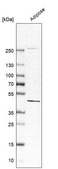 Anti-PISD antibody produced in rabbit Prestige Antibodies&#174; Powered by Atlas Antibodies, affinity isolated antibody, buffered aqueous glycerol solution, ab2