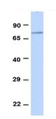 Anti-SLC5A5 antibody produced in rabbit affinity isolated antibody