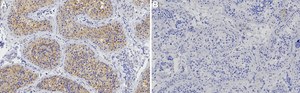 Anti-ApoER2/LRP-8 Antibody, clone 1B13 ZooMAb&#174; Rabbit Monoclonal recombinant, expressed in HEK 293 cells