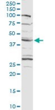 Anti-CXADR antibody produced in rabbit purified immunoglobulin, buffered aqueous solution