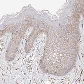 Anti-CD82 antibody produced in rabbit Prestige Antibodies&#174; Powered by Atlas Antibodies, affinity isolated antibody, buffered aqueous glycerol solution