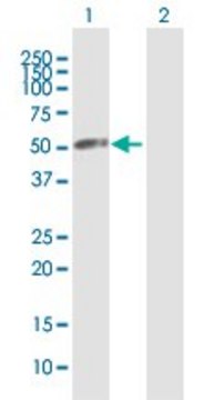 Anti-VPS4A antibody produced in mouse purified immunoglobulin, buffered aqueous solution