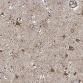Anti-LRP1 antibody produced in rabbit Prestige Antibodies&#174; Powered by Atlas Antibodies, affinity isolated antibody, buffered aqueous glycerol solution
